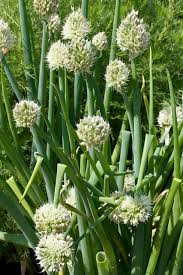 Résultat de recherche d'images pour "Allium fistulosum"