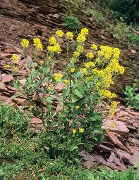 Attēlu rezultāti vaicājumam “Sinapis arvensis”