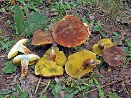 Attēlu rezultāti vaicājumam “Xerocomus subtomentosus”