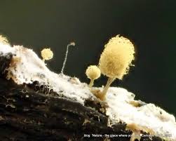 Attēlu rezultāti vaicājumam “Heterotrichia ferruginea (syn. Arcyria ferruginea) stalked”