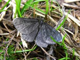 Attēlu rezultāti vaicājumam “Odezia atrata”