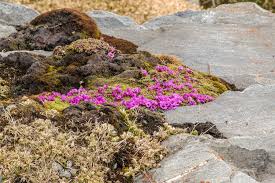 Image result for Steinbrech