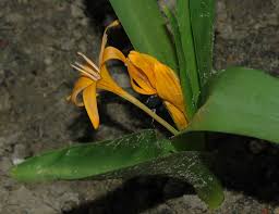 Attēlu rezultāti vaicājumam “Colchicum luteum flower”