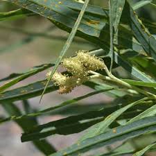 Attēlu rezultāti vaicājumam “Salix Vetrix”