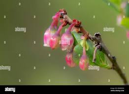 Attēlu rezultāti vaicājumam “Vaccinium uliginosum bud”