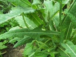 Attēlu rezultāti vaicājumam “Sonchus arvensis subsp. uliginosus leaf”