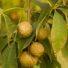 Attēlu rezultāti vaicājumam “Aesculus flava fruit”