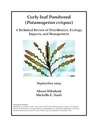 Attēlu rezultāti vaicājumam “Potamogeton trichoides leaf”