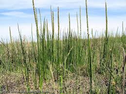 Attēlu rezultāti vaicājumam “Juncaginaceae”