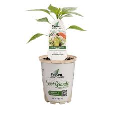 Afbeeldingsresultaat voor hungarian sweet white sweet pepper