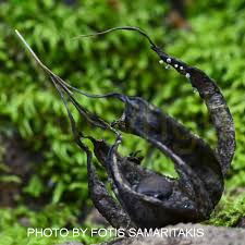 Attēlu rezultāti vaicājumam “Didymium bahiense macro”