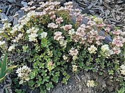 Attēlu rezultāti vaicājumam “Phedimus spurius”