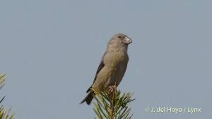 Attēlu rezultāti vaicājumam “Loxia pytyopsittacus”