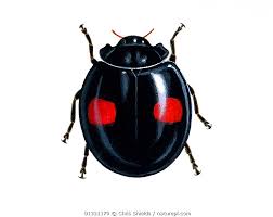 Attēlu rezultāti vaicājumam “Chilocorus renipustulatus”