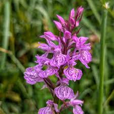 Attēlu rezultāti vaicājumam “Dactylorhiza maculata”