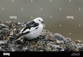 Attēlu rezultāti vaicājumam “Plectrophenax nivalis adult”