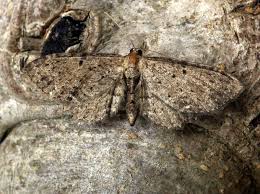 Attēlu rezultāti vaicājumam “Anticollix sparsata”