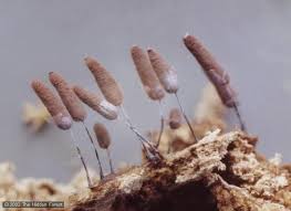 Attēlu rezultāti vaicājumam “Stemonitopsis hyperopta var. landewaldii spores”