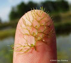 Attēlu rezultāti vaicājumam “Utricularia vulgaris”