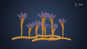 Attēlu rezultāti vaicājumam “Ascomycota”