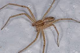 Attēlu rezultāti vaicājumam “Philodromidae”