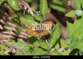 Attēlu rezultāti vaicājumam “Clossiana euphrosyne upperside”