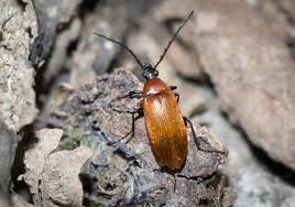 Attēlu rezultāti vaicājumam “Pseudocistela ceramboides”