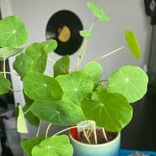 Image result for Tropaeolum majes