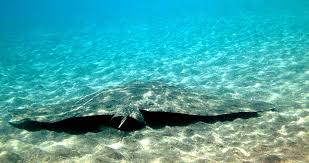 Image result for Gymnura natalensis