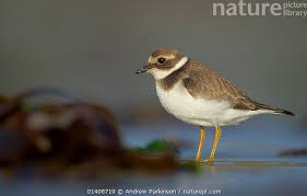Attēlu rezultāti vaicājumam “Charadrius hiaticula”