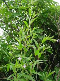 Attēlu rezultāti vaicājumam “Epilobium”