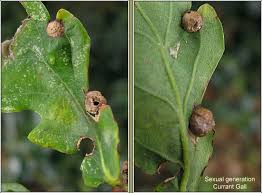 Attēlu rezultāti vaicājumam “Neuroterus quercusbaccarum”