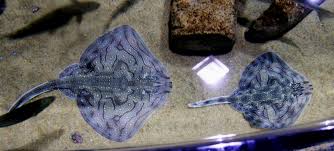 Image result for Raja undulata