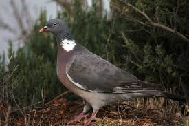 Attēlu rezultāti vaicājumam “Columbiformes”