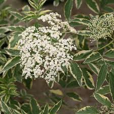 Attēlu rezultāti vaicājumam “Sambucus”