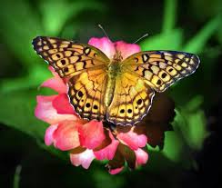 Attēlu rezultāti vaicājumam “Euphydrias aurinia underside”