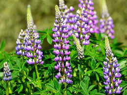 Image result for Lupinen