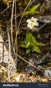 Attēlu rezultāti vaicājumam “Pinguicula alpina”