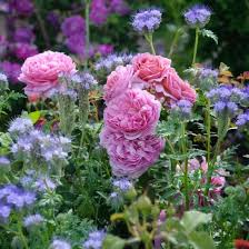 Attēlu rezultāti vaicājumam “Phacelia tanacetifolia”