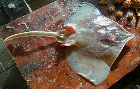 Image result for Dipturus laevis