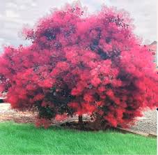 Attēlu rezultāti vaicājumam “Cotinus coggygria flower”
