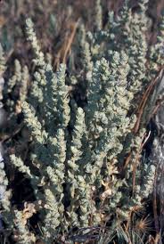 Attēlu rezultāti vaicājumam “Atriplex calotheca”