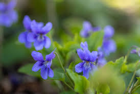 Attēlu rezultāti vaicājumam “Viola riviniana flower”