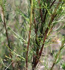 Image result for Artemisia caudata