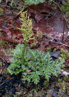 Attēlu rezultāti vaicājumam “Botrychium multifidum”