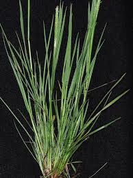 Attēlu rezultāti vaicājumam “Alopecurus aequalis flower”