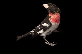 Image result for Pheucticus ludovicianus