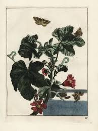 Attēlu rezultāti vaicājumam “Larentia clavaria”