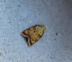 Attēlu rezultāti vaicājumam “Acleris bergmanniana”