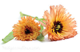 Image result for Calendula officinalis